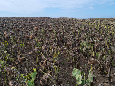 Dani polja suncokreta FAZOS