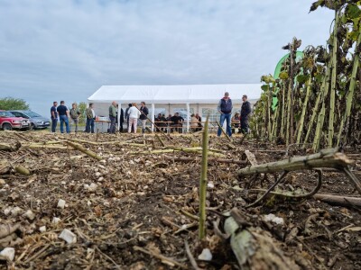 Dani polja suncokreta FAZOS