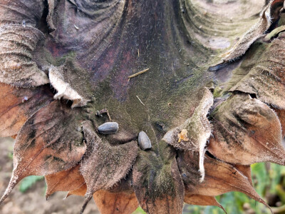 Dani polja suncokreta FAZOS