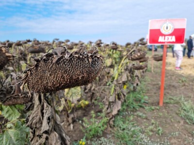 Dani polja suncokreta FAZOS