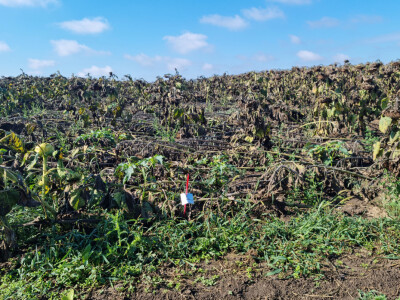 Dani polja suncokreta FAZOS