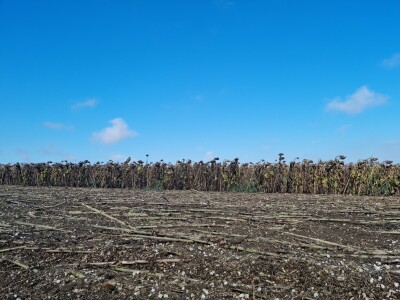 Dani polja suncokreta FAZOS
