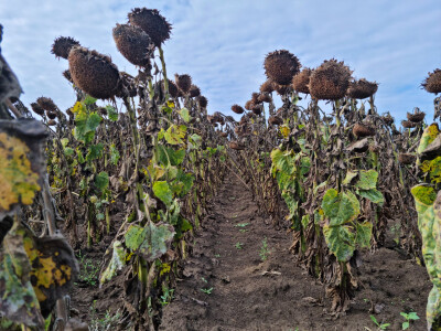 Dani polja suncokreta FAZOS