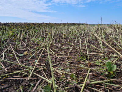 Dani polja suncokreta FAZOS
