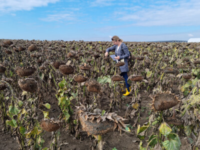 Dani polja suncokreta FAZOS