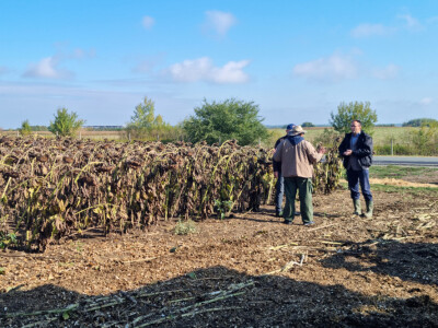Dani polja suncokreta FAZOS
