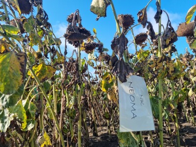 Dani polja suncokreta FAZOS