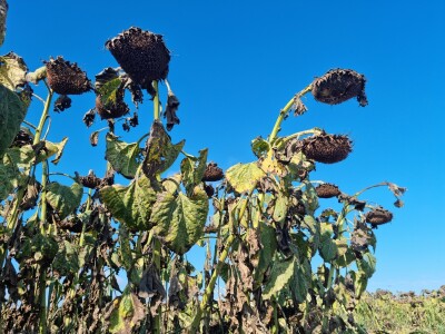 Dani polja suncokreta FAZOS