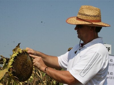 Dani polja suncokreta IPK Tvornice ulja Čepin 2011