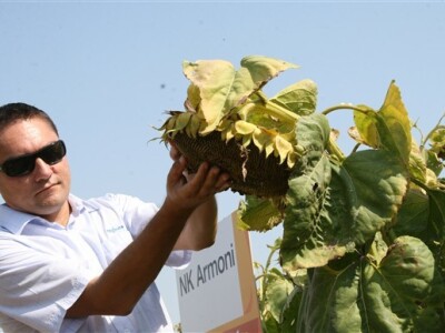 NK Armoni, Syngenta hibridi