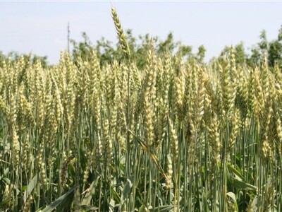 Syngentini centralni Dani polja