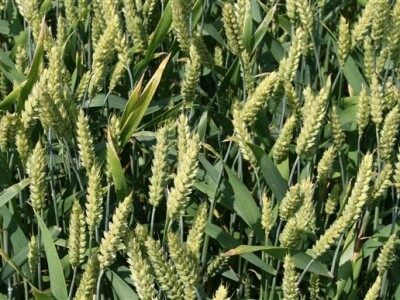 Syngentini centralni Dani polja