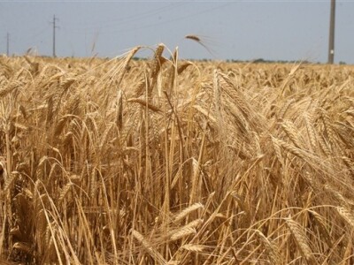 Syngentini centralni Dani polja