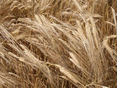 Syngentini centralni Dani polja