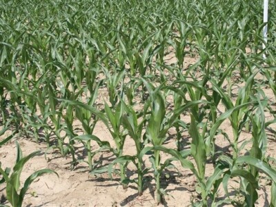 Syngentini centralni Dani polja