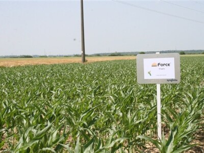 Syngentini centralni Dani polja