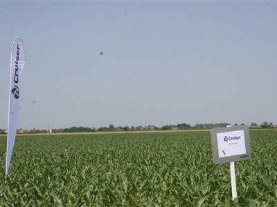 Syngentini centralni Dani polja