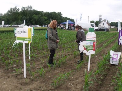 Dani polja Syngente 2019