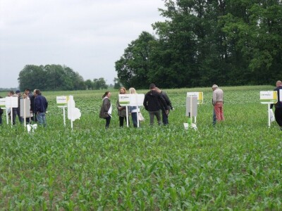 Dani polja Syngente 2019