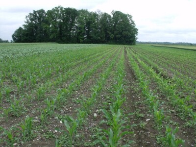 Dani polja Syngente 2019