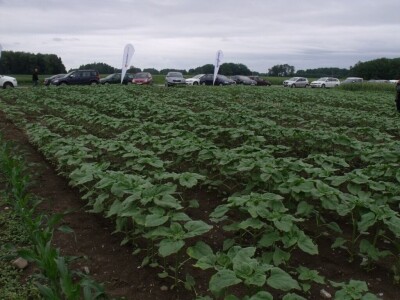 Dani polja Syngente 2019