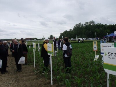 Dani polja Syngente 2019