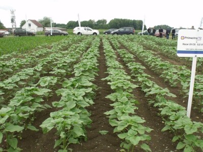 Dani polja Syngente 2019