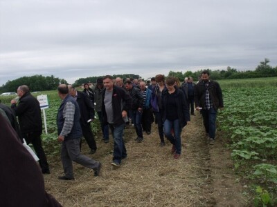 Dani polja Syngente 2019