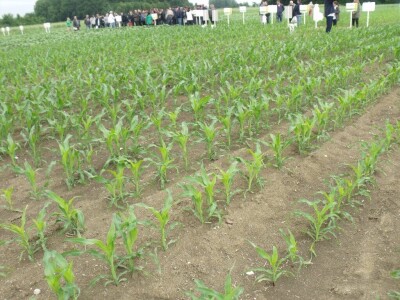 Dani polja Syngente 2019