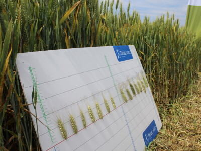 Dani polja tvrtke Timac Agro