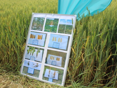 Dani polja tvrtke Timac Agro