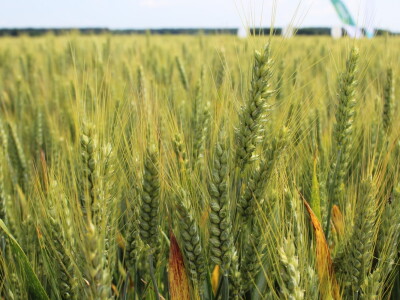 Dani polja tvrtke Timac Agro