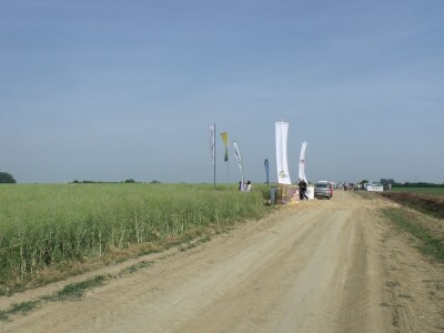 Dani polja uljane repice