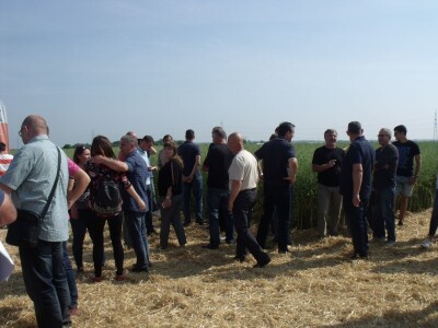 Dani polja uljane repice