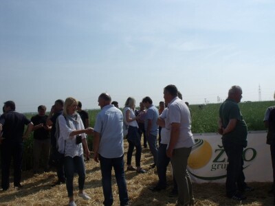 Dani polja uljane repice