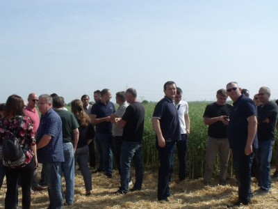 Dani polja uljane repice