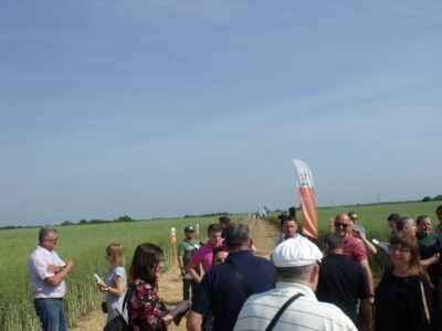 Dani polja uljane repice