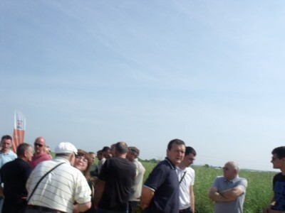 Dani polja uljane repice