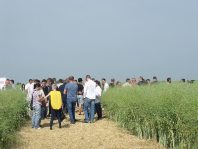 Dani polja uljane repice