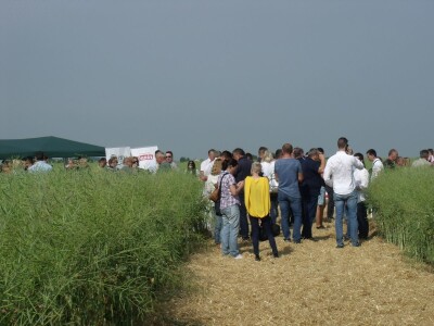 Dani polja uljane repice