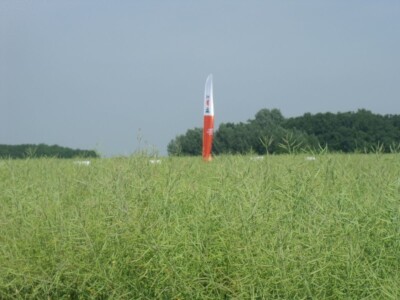 Dani polja uljane repice