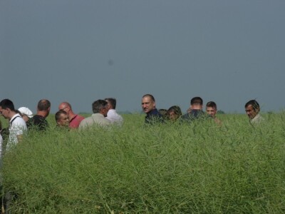 Dani polja uljane repice