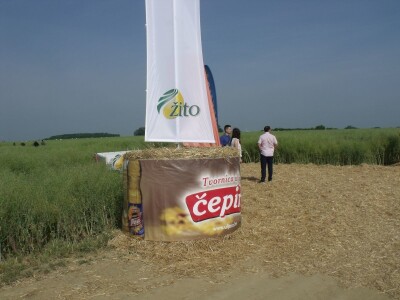 Dani polja uljane repice