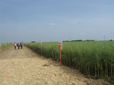 Dani polja uljane repice