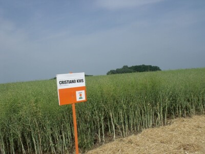 Dani polja uljane repice