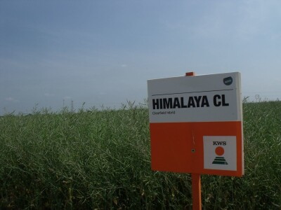 Dani polja uljane repice