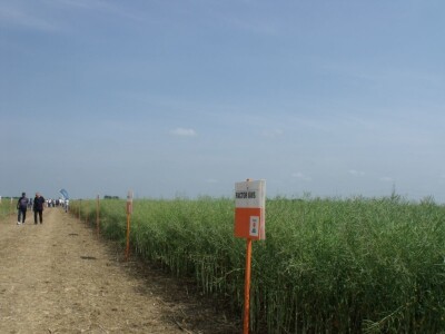 Dani polja uljane repice