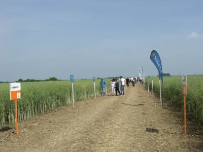 Dani polja uljane repice