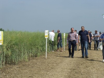 Dani polja uljane repice