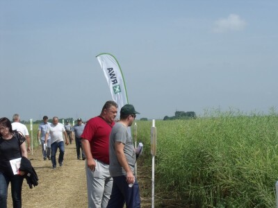 Dani polja uljane repice